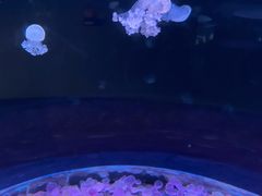 -欢乐海岸海洋奇梦馆