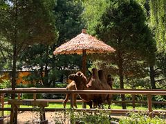 -北京野生动物园