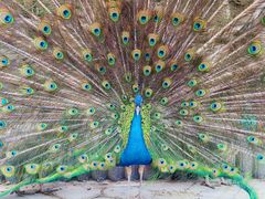 -栾川竹海野生动物园