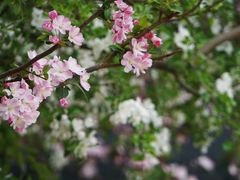 -海棠花溪(元大都城垣遗址公园)