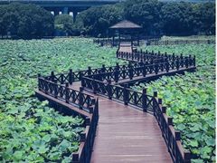 -荷塘月色湿地公园·向阳花洲