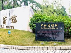 -中缅友谊树