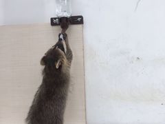 -浣熊柯尔鸭土拨鼠·电玩咖