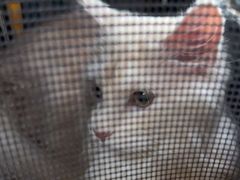 -谐和益家动物医院·免疫绝育·血液透析·宠保定点医院(高新伊藤分院)