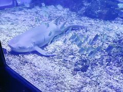 -海合安武汉极地海洋公园