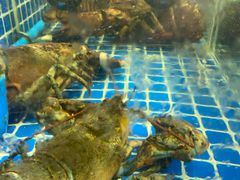 -清香海鲜餐厅(青澳湾地标美食店)