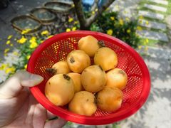 -桃源山庄·水蜜桃采摘·柴火鸡·烧烤团建(龙泉山店)