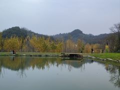 -千年银杏谷文化旅游区