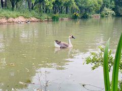 -西安浐灞国家湿地公园