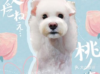 白色雪纳瑞～T‘ ANA 闪亮登场