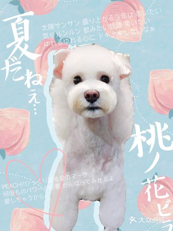 白色雪纳瑞～T‘ ANA 闪亮登场