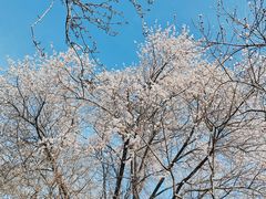 -桃花堤公园