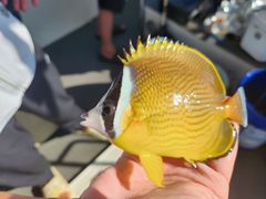 -小猫钓鱼海钓俱乐部(椰梦长廊店)