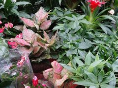 -秦美花卉(天朗·莱茵小城2期店)