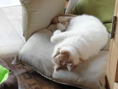 -猫咪咖啡·猫咖(万达广场店)