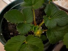 -麦当劳(东石东一路店)