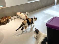 -Cappucimeow猫咪咖啡馆(韦伯时代店)