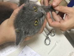 -瑞派旺宝宠物医院·犬猫全科综合·尿道专科(莲兴院)