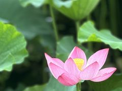 -荷塘月色湿地公园·向阳花洲