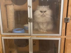 -猫的茶·猫咖