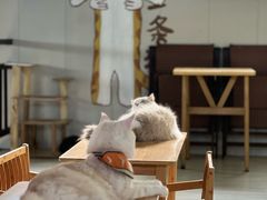 -豆逗聊愈猫阁Easy Life