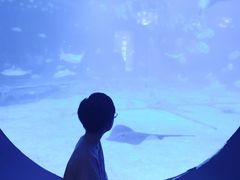 -烟台海昌鲸鲨海洋公园