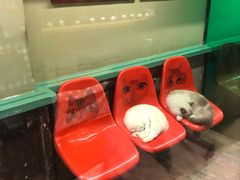 -猫咪博物馆(顶澳仔猫街店)