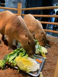 -Zoolung Zoolung动物主题公园(海信广场店)