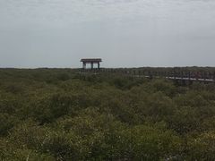 -北海金海湾红树林生态旅游区