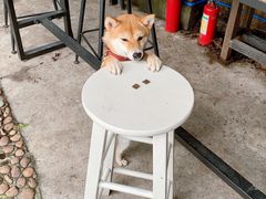 -柴犬高等学院·狗咖·柴犬售卖·宠物训练