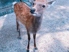 -料亭菊水楼