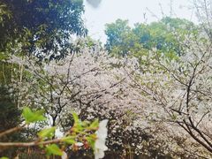 -南山植物园