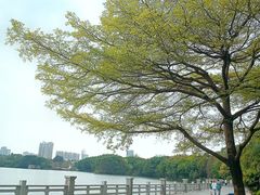 -海珠湖公园