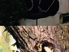 -都江堰中华大熊猫苑