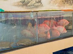 -东森家宴·惠州客家菜