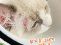 -爱侣·安琦尔宠物医院·中兽医针灸·心内科·狂犬免疫点(宝山区院)