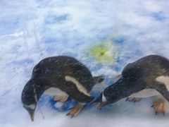 -芜湖新华联大白鲸海洋公园
