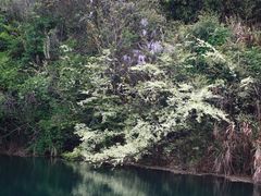 -龙坞茶村