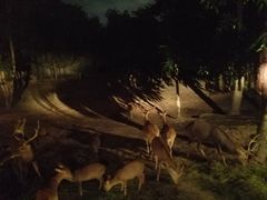-清迈夜间动物园