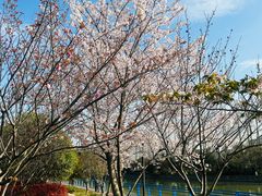-高东镇樱花园