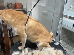 -熊小胖宠物生活馆(天华园店)