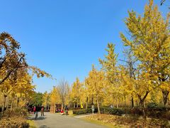 -黄兴公园