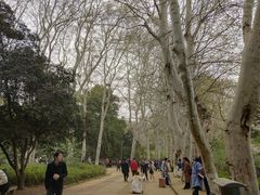-武汉大学-樱园