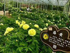 -洛阳市隋唐城遗址植物园