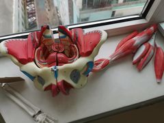 -体博士·疼痛调理·体态矫正·运动康复中心(大望路华贸店)