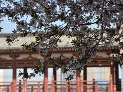 -西安青龙寺遗址景区