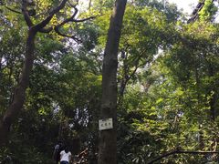 -九曜山