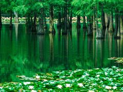 -白鹭湾湿地公园