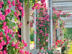 -石家庄市植物园