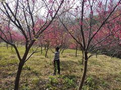 -福清灵石山国家森林公园